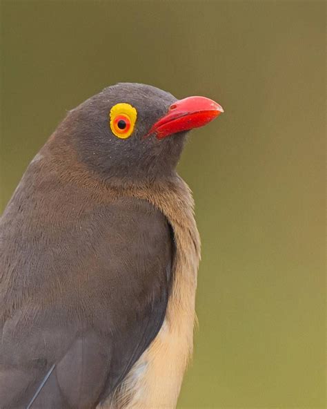 Red-billed oxpecker Science Valentines, Red Bill, Symbiosis, African ...