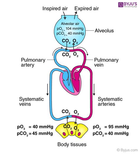 Oxyhaemoglobin - NEET Biology Notes