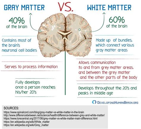 gray matter vs white matter | Brain anatomy and function, Brain anatomy, Brain facts