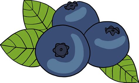 doodle freehand sketch drawing of blueberry fruit. 11835648 PNG