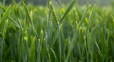 Wheat agronomic principals | Yara Ireland