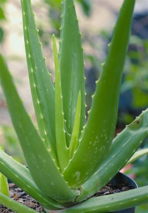 PlantIn | Aloe Vera Plant (Aloe Barbadensis Miller)