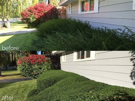 Before & After Photos Pruning/Landscaping - Star Pruners - Spokane WA