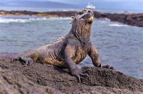 How to Visit The Galapagos Islands Without a Cruise: A Complete Guide