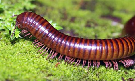 The millipede - Robin Hood of the forest floor | LearnEnglish Teens - British Council