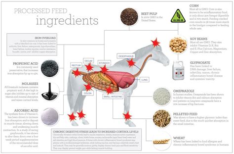 Natural Horse Feed Recipes