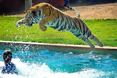 Tiger Splash at Arizona's Wildlife Theme Park