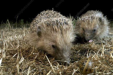 European hedgehogs - Stock Image - C012/5107 - Science Photo Library