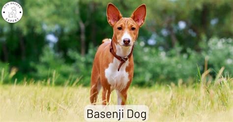 Basenji Dog Breed information. Where does it originate?