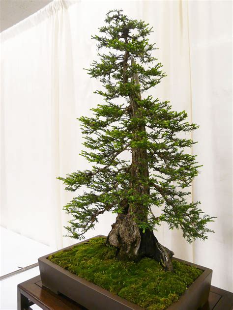 30+ Of The Most Beautiful Bonsai Trees Ever