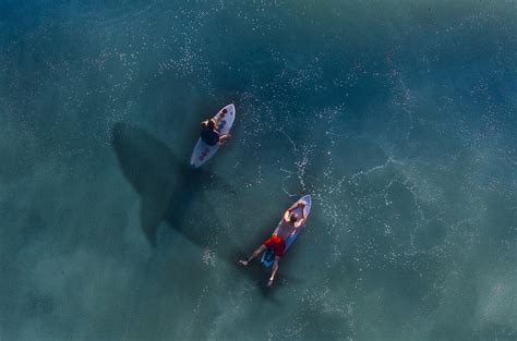 Florida: the Shark-Bite Capital of America, Volusia County reports ...