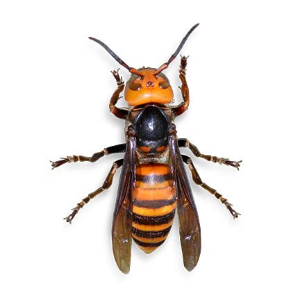 Asian Giant Hornet