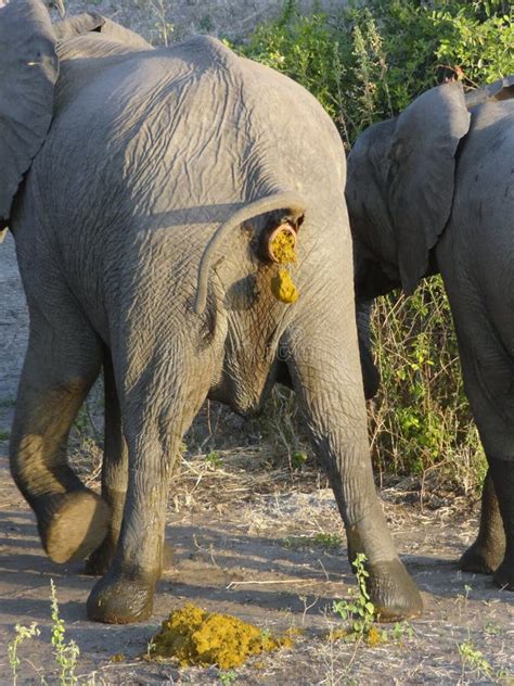 Crapping elephant stock photo. Image of africana, african - 52021328