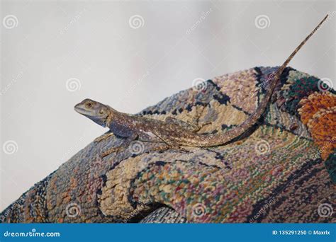 Closeup of Agama Lizard on Carpet Outdoors with Matching Colors Stock Photo - Image of brown ...