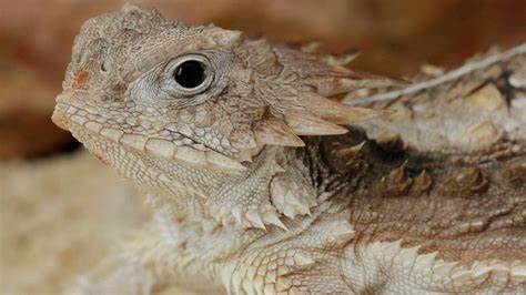 Regal Horned Lizard - Singapore Zoo