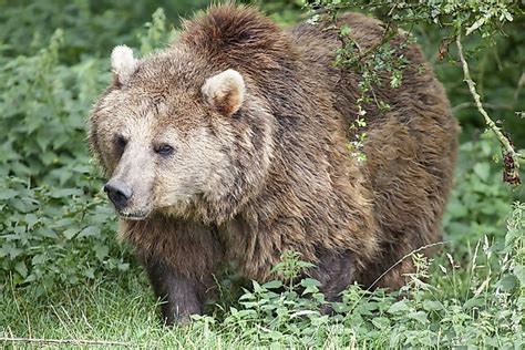 Eurasian Bear Facts: Animals of Europe - WorldAtlas.com