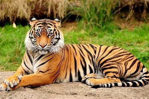 Pemprov Jateng Akan Konservasi Hutan Yang Memang Ada Habitat Harimau Jawanya | Radio Idola Semarang