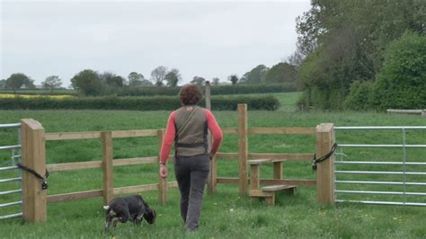 German shorthaired pointer early training on a walk - YouTube