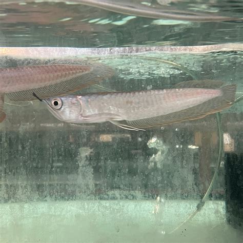 Silver Arowana for sale – AquariumFish.com