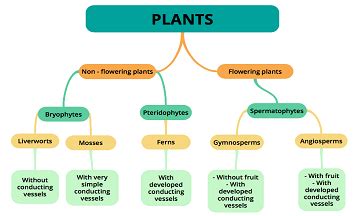 Plant Kingdom Classification And Chart Biology Aesl - Riset