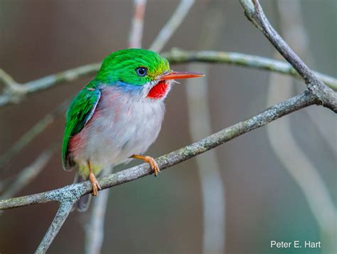 Cuban Tody: Hummingbird-Sized Jewel Of The Caribbean