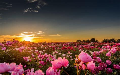 pink rose flower #sunset #sunlight #flowers #rose pink roses #nature #landscape #field #sky ...