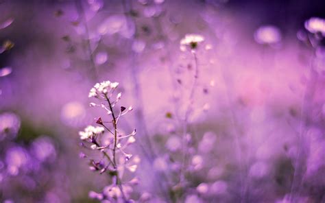 Flowers Purple Field Bokeh wallpaper | 1920x1200 | #23003