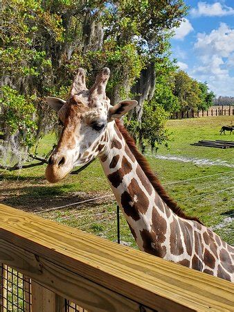 Wild Florida Airboats (Kenansville) - 2020 All You Need to Know BEFORE ...