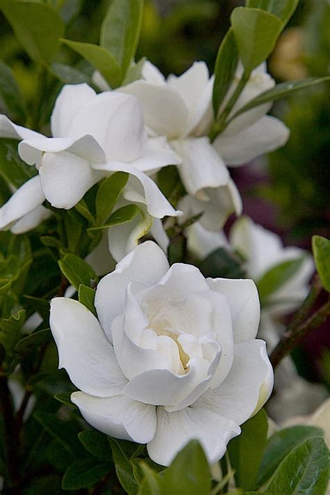 Video: Jubilation™ Gardenia | Southern Living Plants