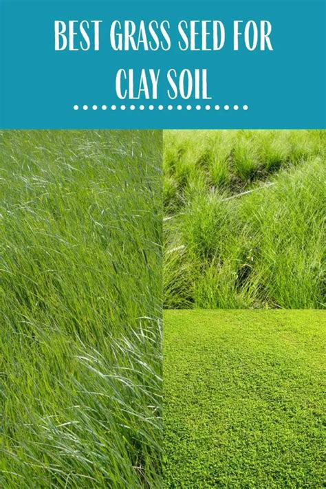 Best Grass Seed For Clay Soil – Review With Buying Guide | Constant Delights