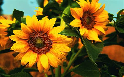 Download Yellow Flower Flower Nature Sunflower HD Wallpaper