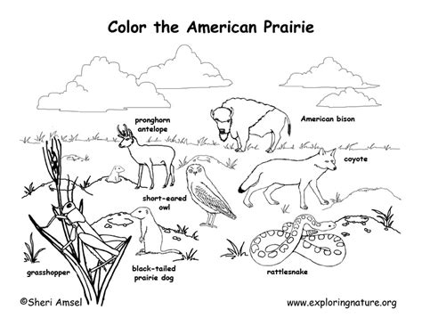 American Prairie Animals (Labeled) – Coloring Nature