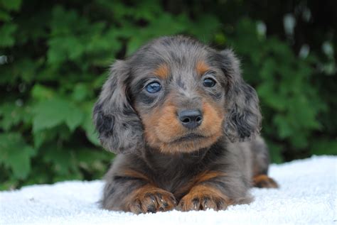 Dapple Dachshund Puppies For Sale Qld