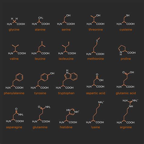 Learn About Amino Acid Structures