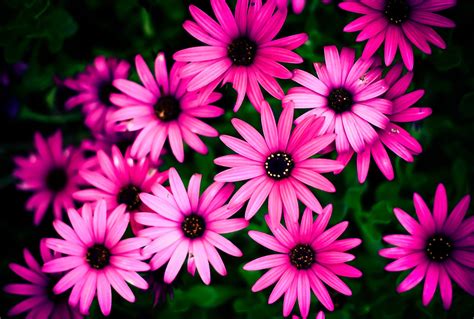 Pink Daisy Wallpaper (56+ pictures)