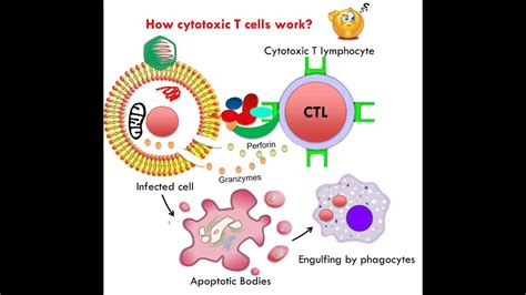 Lecture 7. Function of cytotoxic T cells - YouTube