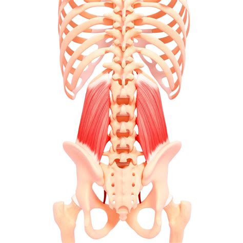 Quadratus Lumborum Function