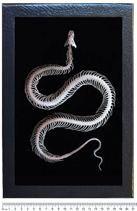 c. 1934 framed SNAKE SKELETON lithograph - vintage snake anatomy print - radiograph of a ...