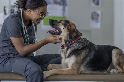 Best Veterinary Technician Programs | BestColleges