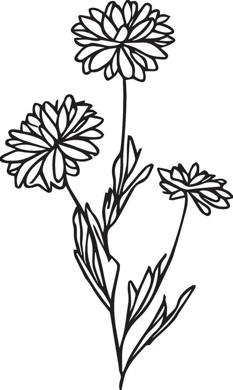 Simple aster flower tattoo drawing, aster line drawing, September birth flower aster drawing ...