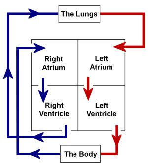 Simple Box Heart Diagram