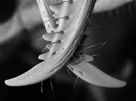 Ant mandibles - SEM - Australian Museum | Ants, Scanning electron microscope images, Scanning ...