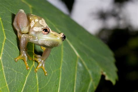 New species of voiceless frog discovered in Tanzania