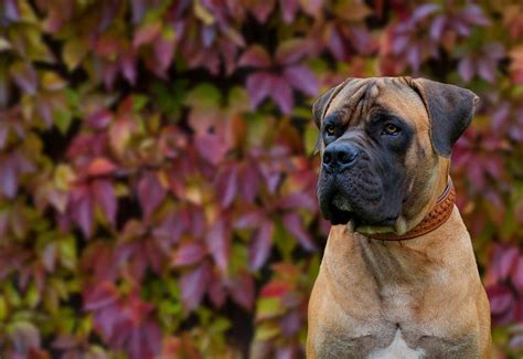 Discover Common Boerboel Colors and Markings - A-Z Animals