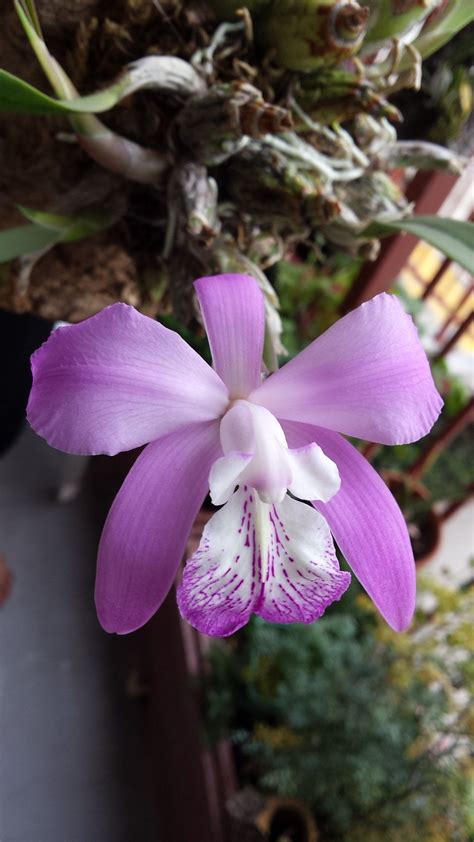 laelia speciosa Cattleya Orchid, Oncidium, May Flowers, Beautiful Flowers, Orquidea Laelia, Nice ...