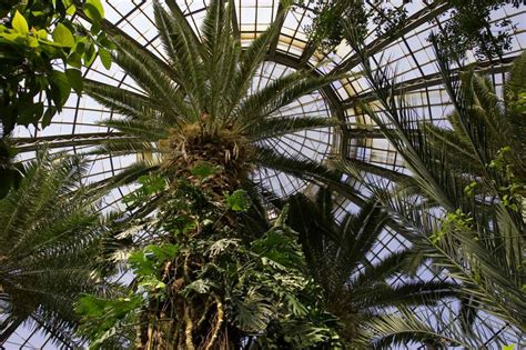 Century-old Assiniboine Park conservatory to close – Winnipeg Free Press