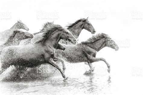 Wild horses of Central Anatolia, Turkey | Wild horses running, Horses ...