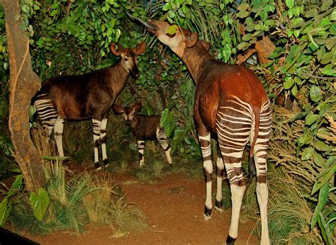 Okapi | At the Museum of Natural History in Bern, Switzerlan… | Flickr