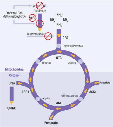 About Propionic Acidemia and Methylmalonic Acidemia – CARBAGLU ...