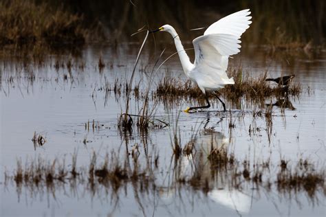 Snowy Egret | Chesapeake Bay Program